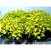 image фото Tanacetum yellow - танацетум оптом купить цветы и растения из Голландии, Германии, Италии, Испании, Дании, Эквадора, Колумбии, Азии, Африки, Израиля, Китая, Тайланда, Тайваня с доставкой по Украине в: Киев, Львов, Черкассы, Кировоград, Полтава, Ровно, Днепропетровск, Запорожье, Харьков, Кривой Рог, Днепр, Одесса, Николаев, Херсон, Умань, Кропивницкий